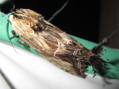 Dudusa sphingiformis