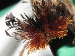 Dudusa sphingiformis