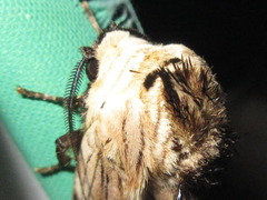 Dudusa sphingiformis