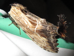 Dudusa sphingiformis