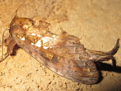 Spatalia plusiotis