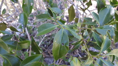 Ixoroideae