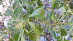 Ixoroideae