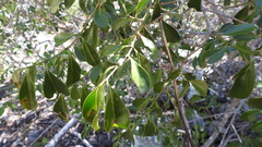 Ixoroideae