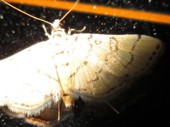 Lamprosema tampiusalis