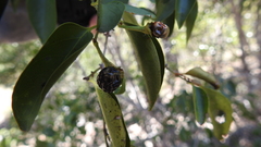 Ixoroideae