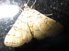 Lamprosema tampiusalis