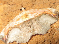 Lophoruza pulcherrima