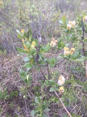 Salix pseudomyrsinites