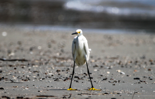 Snowy Egret photographed in South Carolina