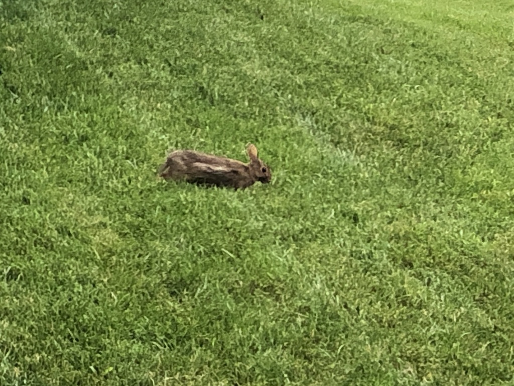 Cottontail Rabbits in August 2020 by Paula · iNaturalist