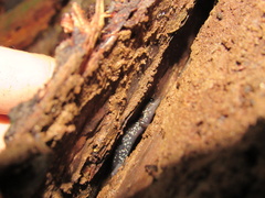 Plethodon chattahoochee