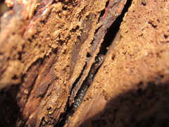 Plethodon chattahoochee