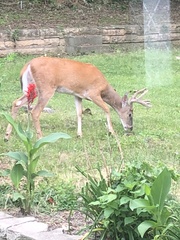 Odocoileus virginianus