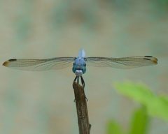 Orthetrum lineostigma