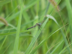Orthetrum lineostigma
