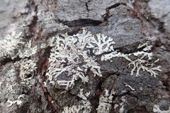 Parmeliopsis hyperopta