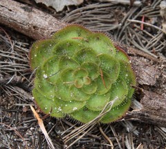Drosera zonaria
