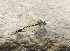Lamelligomphus ringens