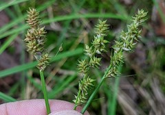 Carex arcta