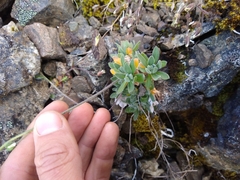 Draba nivalis