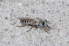Laphystia