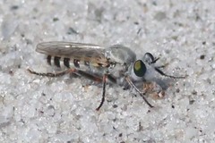 Laphystia
