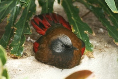 Trochalopteron formosum