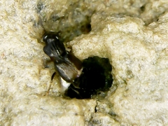 Insecta