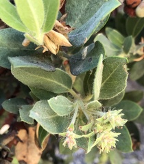 Arctostaphylos nortensis