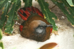 Trochalopteron formosum