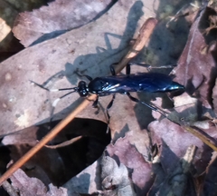 Cratichneumon viator