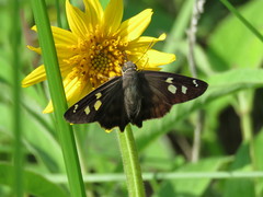 Polygonus leo arizonensis