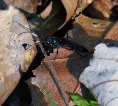 Cratichneumon viator