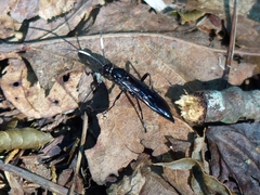 Cratichneumon viator