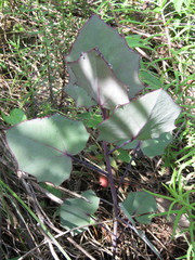 Roldana sessilifolia