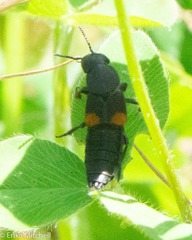 Platydracus fossator