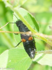 Platydracus fossator