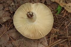 Russula grata