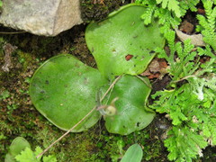 Pinguicula oblongiloba