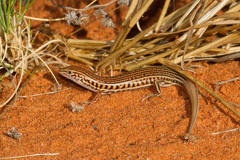 Eyrean Ctenotus