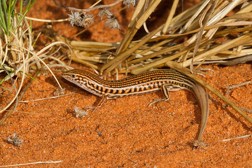 Eyrean Ctenotus, Ctenotus taeniatus