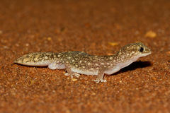 Eastern Deserts Fat-Tailed Gecko photo 2