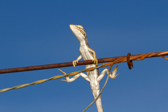 Diporiphora winneckei