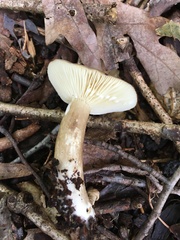 Lactarius fuliginosus