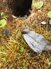 Novisuccinea strigata