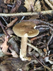 Lactarius fuliginosus