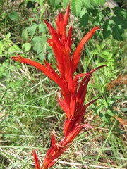 Pitcairnia karwinskyana