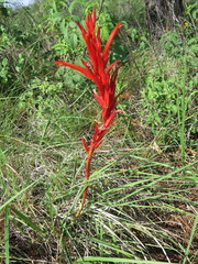 Pitcairnia karwinskyana