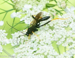 Exetastes suaveolens